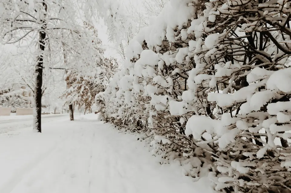 Verschneiter Weg zwischen Hecken im Winter
